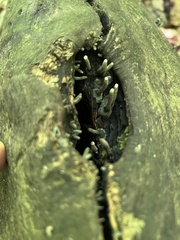Xylaria corniformis