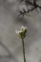 Lachnaea funicaulis