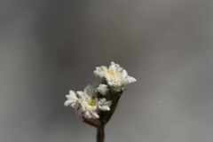 Lachnaea funicaulis