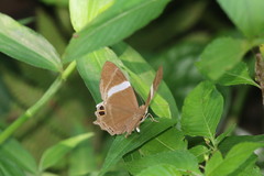 Abisara neophron
