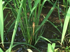Pantala