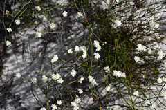 Lachnaea funicaulis