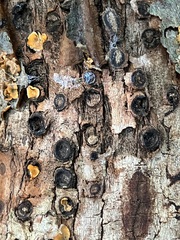 Biscogniauxia marginata