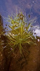 Isolepis fluitans