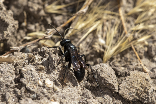 iNaturalist observation photo of Typical Spider Wasps
