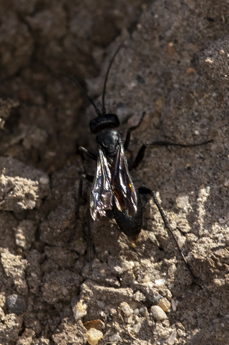 iNaturalist observation photo of Typical Spider Wasps
