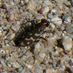 Lophyra flexuosa