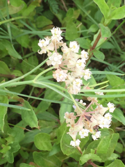 Asclepias linearis