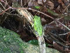 Hyla japonica