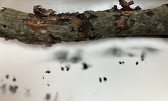 Biscogniauxia marginata