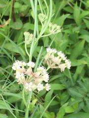 Asclepias linearis