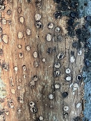 Biscogniauxia marginata