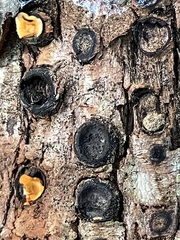 Biscogniauxia marginata