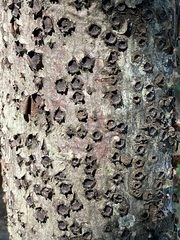 Biscogniauxia marginata