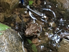 Bufo sachalinensis