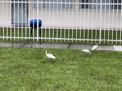Eudocimus albus