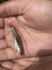 Notropis lutipinnis