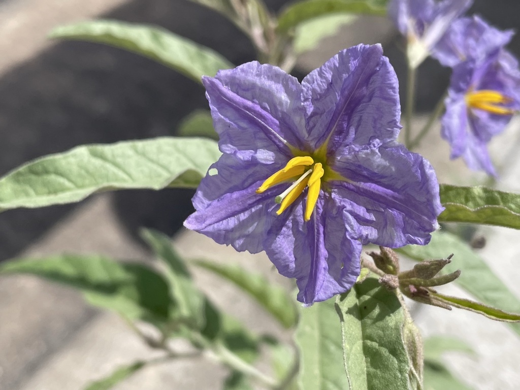 silverleaf nightshade