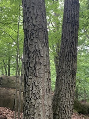 Quercus montana