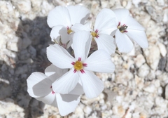 Linanthus concinnus