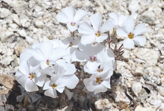 Linanthus concinnus