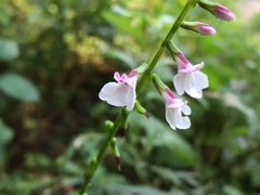 Phryma