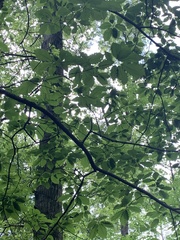 Quercus montana