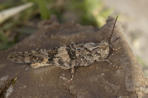 iNaturalist observation photo of Pallid-winged Grasshopper