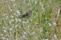 Passer domesticus