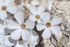 Linanthus concinnus