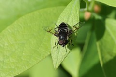 Eristalis saxorum