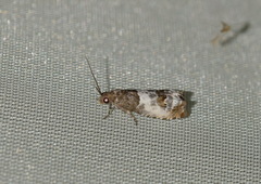 Notocelia trimaculana