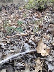 Astragalus californicus