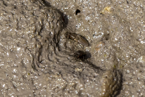 iNaturalist observation photo of Acalyptrate Flies