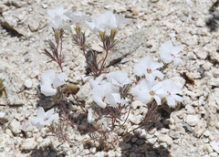 Linanthus concinnus