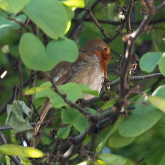 Erithacus rubecula