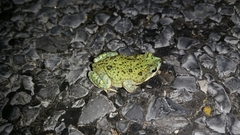 Anaxyrus debilis