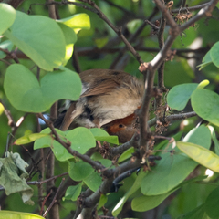 Erithacus rubecula