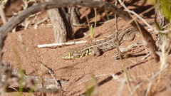 Liolaemus grosseorum