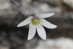 Nemacladus parikhiae