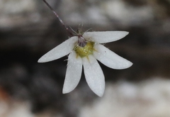 Nemacladus parikhiae