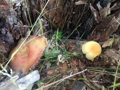 Hypholoma fasciculare