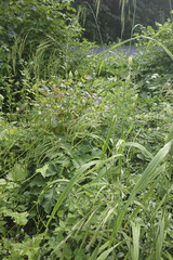 Bromus benekenii