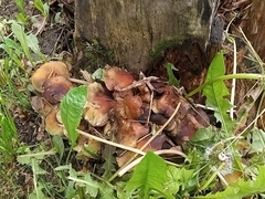Hypholoma fasciculare