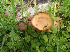Hypholoma fasciculare
