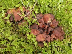 Hypholoma fasciculare