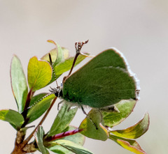 Callophrys affinis