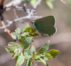 Callophrys affinis