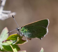 Callophrys affinis
