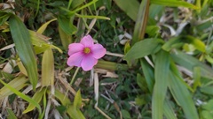 Oxalis hispidula